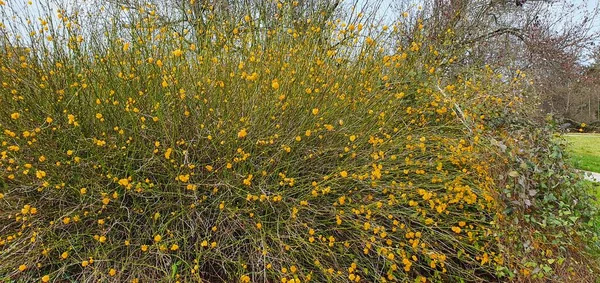 Struik Met Gele Bloemen Maand Februari — Stockfoto