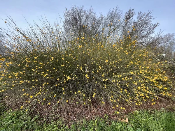 Struik Met Gele Bloemen Maand Februari — Stockfoto