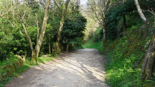 Camino Tierra Para Hacer Senderismo Desde Donostia Pasaia —  Fotos de Stock