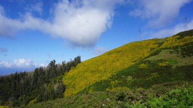 Güneyden kuzeye geçerken Madeira dağlarının yeşil ve sarı manzarası