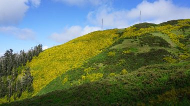 Güneyden kuzeye geçerken Madeira dağlarının yeşil ve sarı manzarası