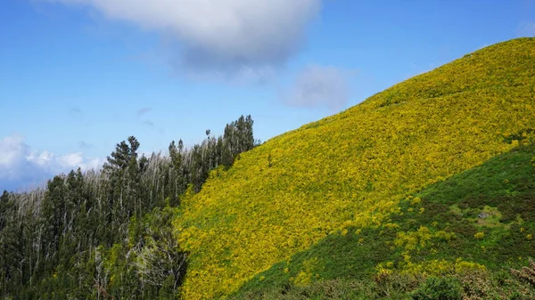 Güneyden kuzeye geçerken Madeira dağlarının yeşil ve sarı manzarası