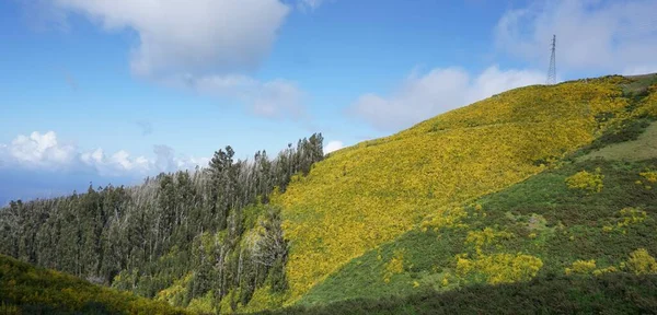 Paysage Vert Jaune Dans Les Montagnes Madère Lors Leur Traversée — Photo