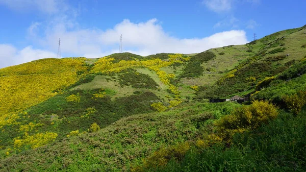 Grüne Und Gelbe Landschaft Den Bergen Madeiras Bei Der Überquerung — Stockfoto