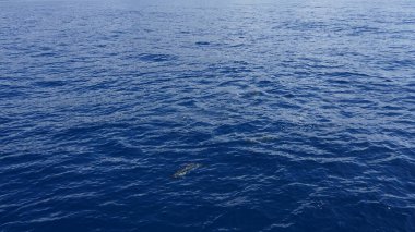 Madeira adasında balina ve yunus seyrediyor: Vahşi şişe yunusu sudan atlıyor; Portekiz, Avrupa.