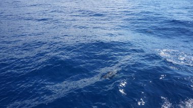 Madeira adasında balina ve yunus seyrediyor: Vahşi şişe yunusu sudan atlıyor; Portekiz, Avrupa.