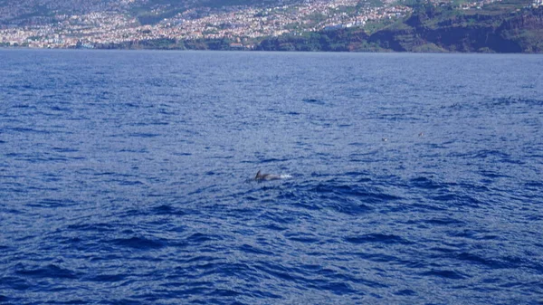 Кит Дельфін Спостерігають Дивовижним Островом Мадейра Дикий Дельфін Вистрибує Води — стокове фото
