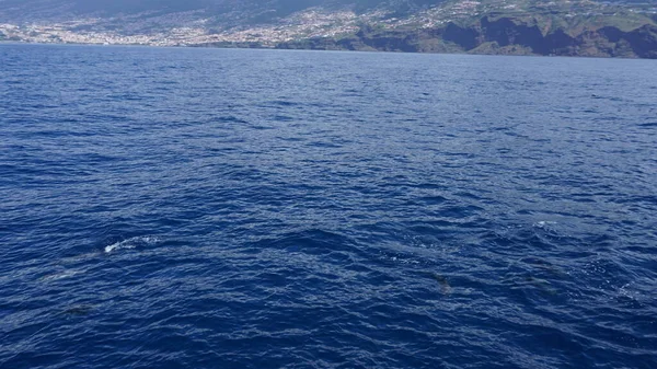Observação Baleias Golfinhos Maravilhosa Ilha Madeira Golfinhos Engarrafados Selvagens Saltam — Fotografia de Stock