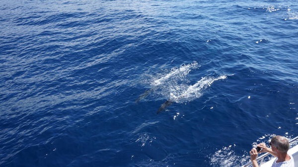 whale and dolphin watching in the wonderful island of Madeira: Wild bottled dolphin jumps out of the water; Portugal, Europe.