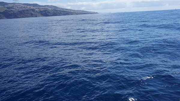 Madeira Adasında Balina Yunus Seyrediyor Vahşi Şişe Yunusu Sudan Atlıyor — Stok fotoğraf