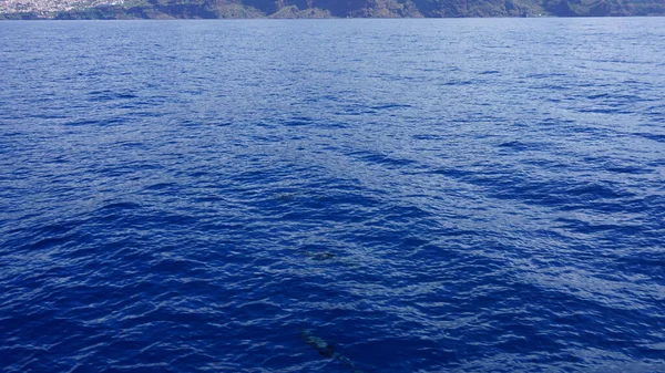 Кит Дельфин Смотрящие Чудесном Острове Мадейра Дикий Дельфин Бутылках Выпрыгивает — стоковое фото