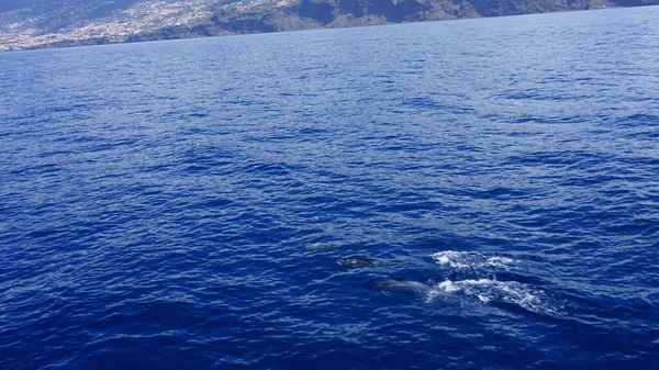 Observation Des Baleines Des Dauphins Dans Merveilleuse Île Madère Dauphin — Photo