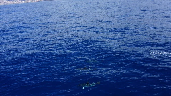 Observation Des Baleines Des Dauphins Dans Merveilleuse Île Madère Dauphin — Photo