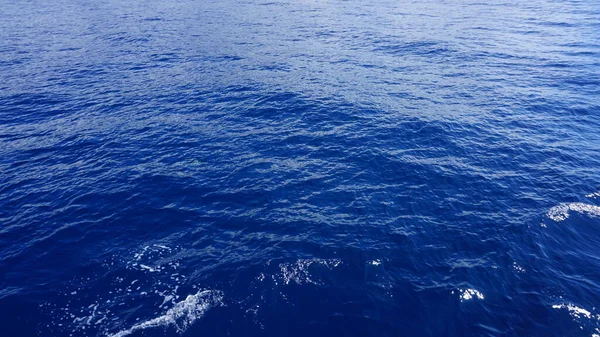 Кит Дельфін Спостерігають Дивовижним Островом Мадейра Дикий Дельфін Вистрибує Води — стокове фото