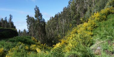 Dağlık arazi. Queimadas Orman Parkı 'ndaki dağların manzarası Caldeirao Verde yolu. Madeira Adası, Portekiz, Avrupa.