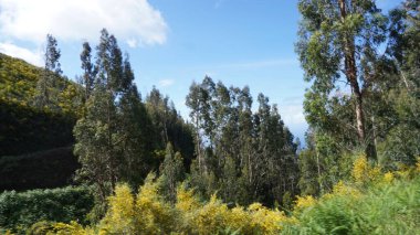 Dağlık arazi. Queimadas Orman Parkı 'ndaki dağların manzarası Caldeirao Verde yolu. Madeira Adası, Portekiz, Avrupa.
