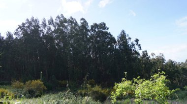 Dağlık arazi. Queimadas Orman Parkı 'ndaki dağların manzarası Caldeirao Verde yolu. Madeira Adası, Portekiz, Avrupa.