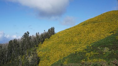 Dağlık arazi. Queimadas Orman Parkı 'ndaki dağların manzarası Caldeirao Verde yolu. Madeira Adası, Portekiz, Avrupa.