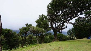 Portekiz 'deki UNESCO Dünya Mirası Bölgesi olan Madeira Fanal Ormanı' ndaki endemik büyülü defne ormanı. Kalın sisli güzel yeşil yaz ormanları