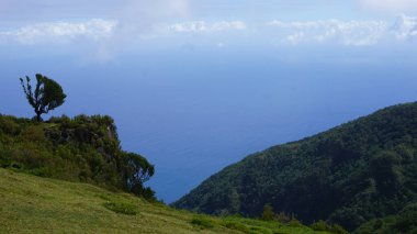 Portekiz 'deki UNESCO Dünya Mirası Bölgesi olan Madeira Fanal Ormanı' ndaki endemik büyülü defne ormanı. Kalın sisli güzel yeşil yaz ormanları