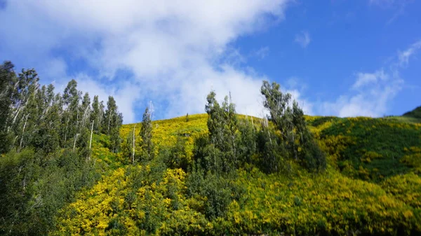 Bergigt Landskap Utsikt Över Bergen Queimadas Forest Park Caldeirao Verde — Stockfoto