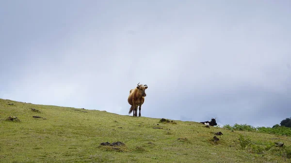 Корова Зеленой Травой Горах Молоко Коровы Подлинные — стоковое фото