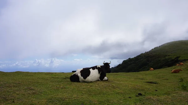 Krowa Zieloną Trawą Górach Mleko Krowy Autentyczne — Zdjęcie stockowe