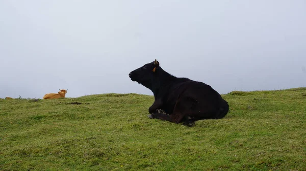 Koe Met Groen Gras Bergen Melk Koeien Authentiek — Stockfoto