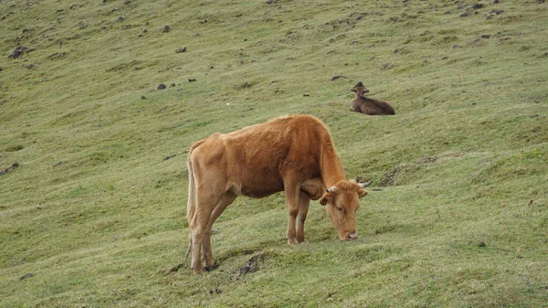 Vaca Con Hierba Verde Las Montañas Leche Vacas Auténticas —  Fotos de Stock