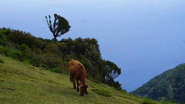 Vaca Com Grama Verde Nas Montanhas Leite Vacas Autênticas — Fotografia de Stock