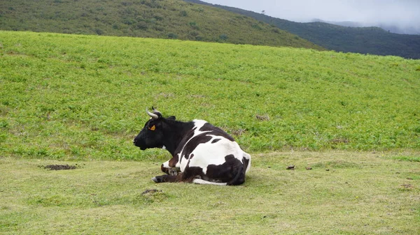Cow with Green Grass in the mountains, milk, cows authentic
