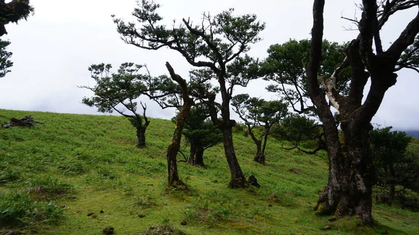 Endemischer Magischer Lorbeerwald Fanal Wald Von Madeira Einem Unesco Weltnaturerbe — Stockfoto