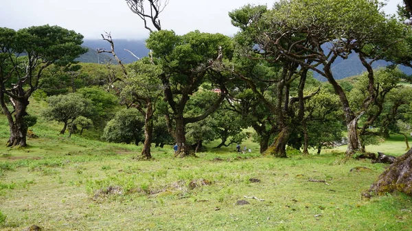 Floresta Endémica Louros Mágicos Floresta Fanal Madeira Património Mundial Unesco — Fotografia de Stock
