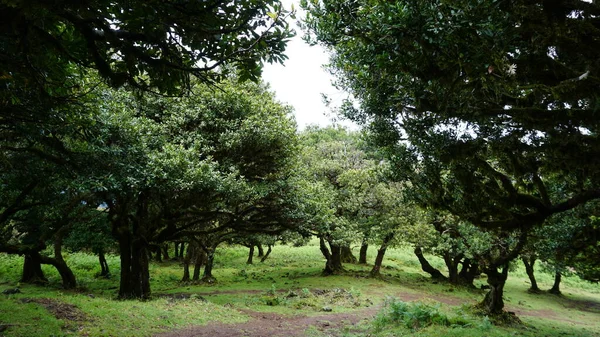 Bosque Mágico Endémico Laurel Bosque Fanal Madeira Patrimonio Humanidad Por — Foto de Stock