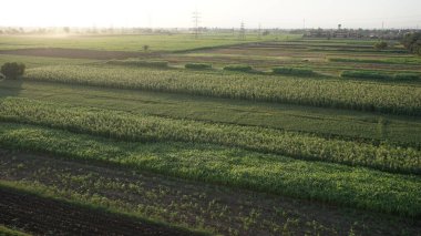 Mısır, Luxor 'da bir şeker kamışı tarlasının havadan görünüşü