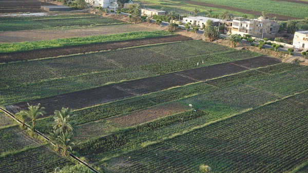 Vista Aérea Campo Cana Açúcar Luxor Egito — Fotografia de Stock