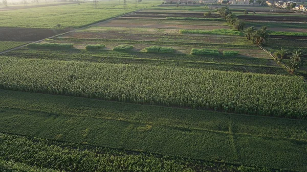 Вид Воздуха Поле Сахарного Тростника Луксоре Египет — стоковое фото