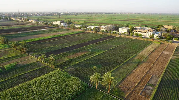 Vista Aérea Campo Cana Açúcar Luxor Egito — Fotografia de Stock