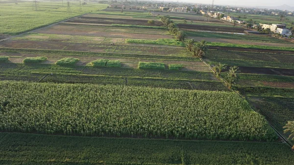 Mısır, Luxor 'da bir şeker kamışı tarlasının havadan görünüşü
