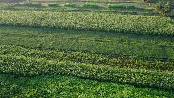 Aerial View Sugar Cane Field Luxor Egypt — Foto de Stock