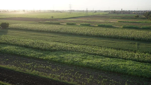 Mısır, Luxor 'da bir şeker kamışı tarlasının havadan görünüşü