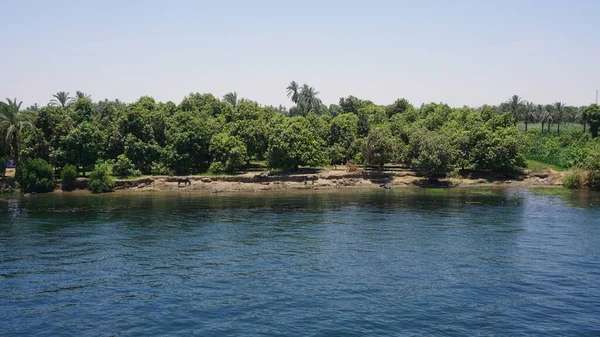 Landscape Bank Nile River Egypt —  Fotos de Stock