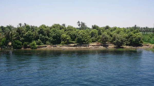 Landscape Banks Nile River Egypt — ストック写真