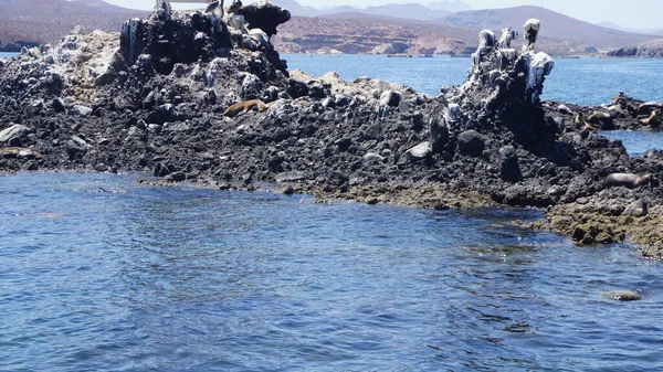 Zeeleeuwen Een Eilandje Balandra Bay Baja California Del Sur Mexico — Stockfoto