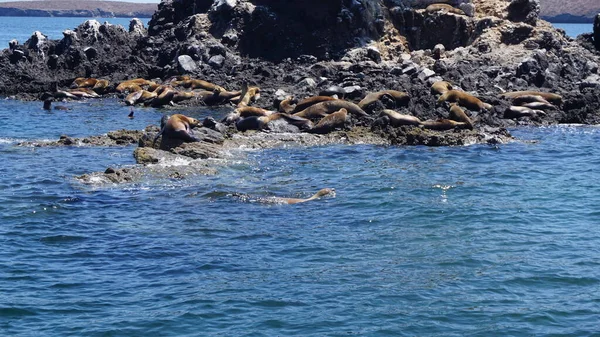 Sea Lions Islet Balandra Bay Baja California Del Sur Mexico — стокове фото