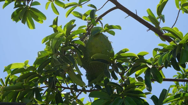 Soursop Fruits Farm Baja California Del Sur Mexico — 스톡 사진