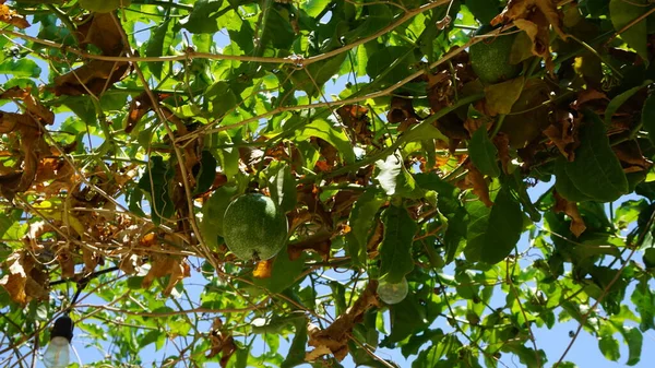 Passion Fruit Maracuya Farm Baja California Del Sur Mexico — 스톡 사진