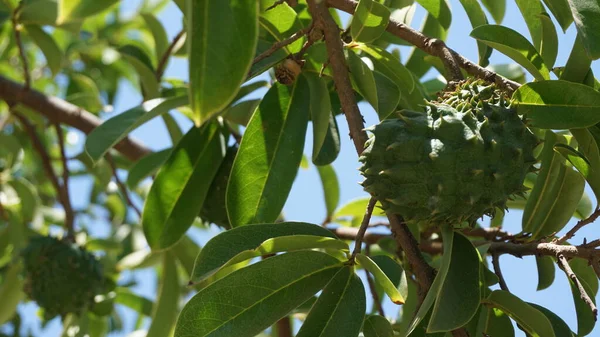 Soursop Fruits Farm Baja California Del Sur Mexico — 스톡 사진