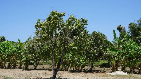 Mango fruits in a farm in Baja California del Sur, Mexico