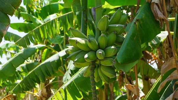 Banana fruits in a farm in Baja California del Sur, Mexico